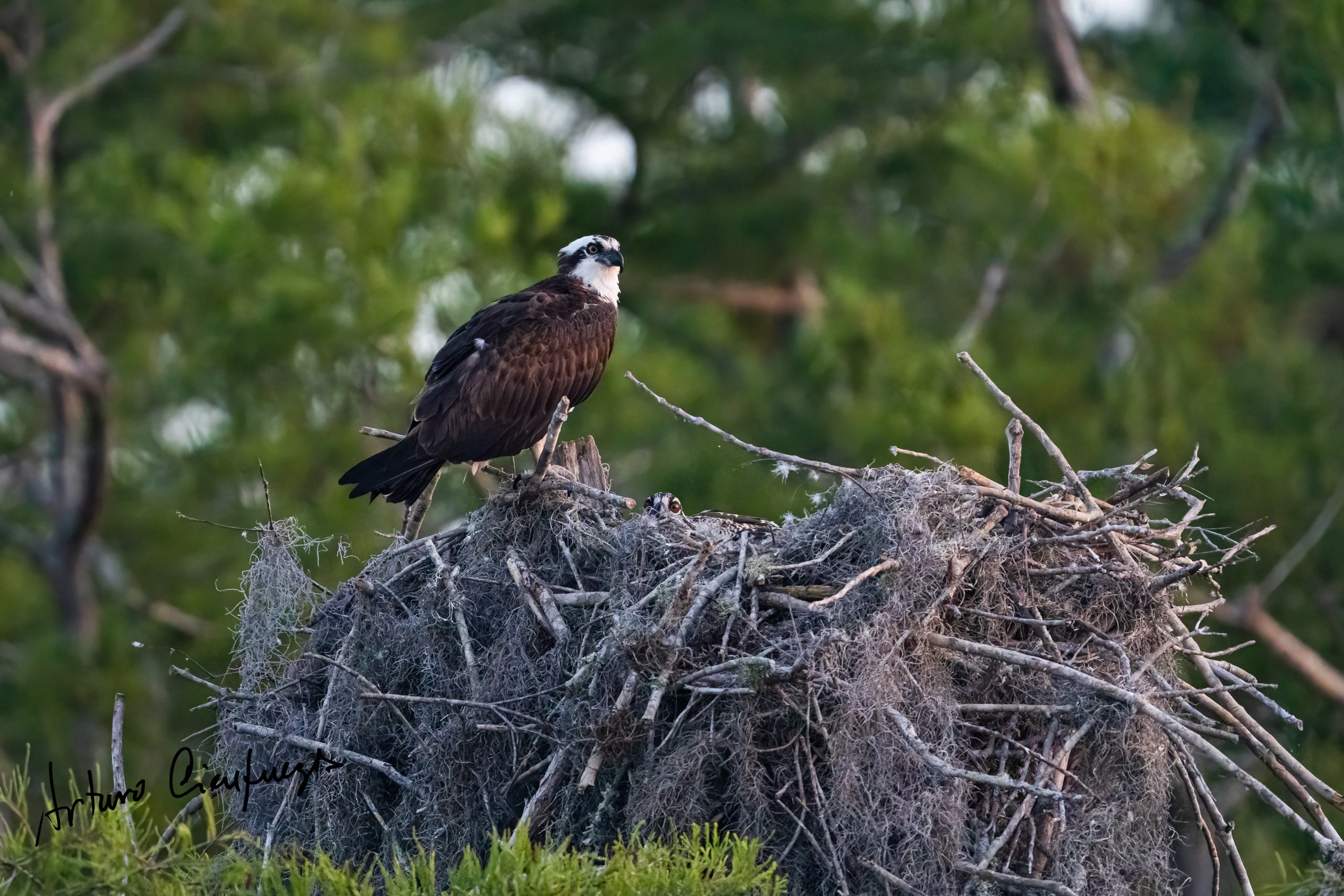 Vero Beach wildlife photography_5669