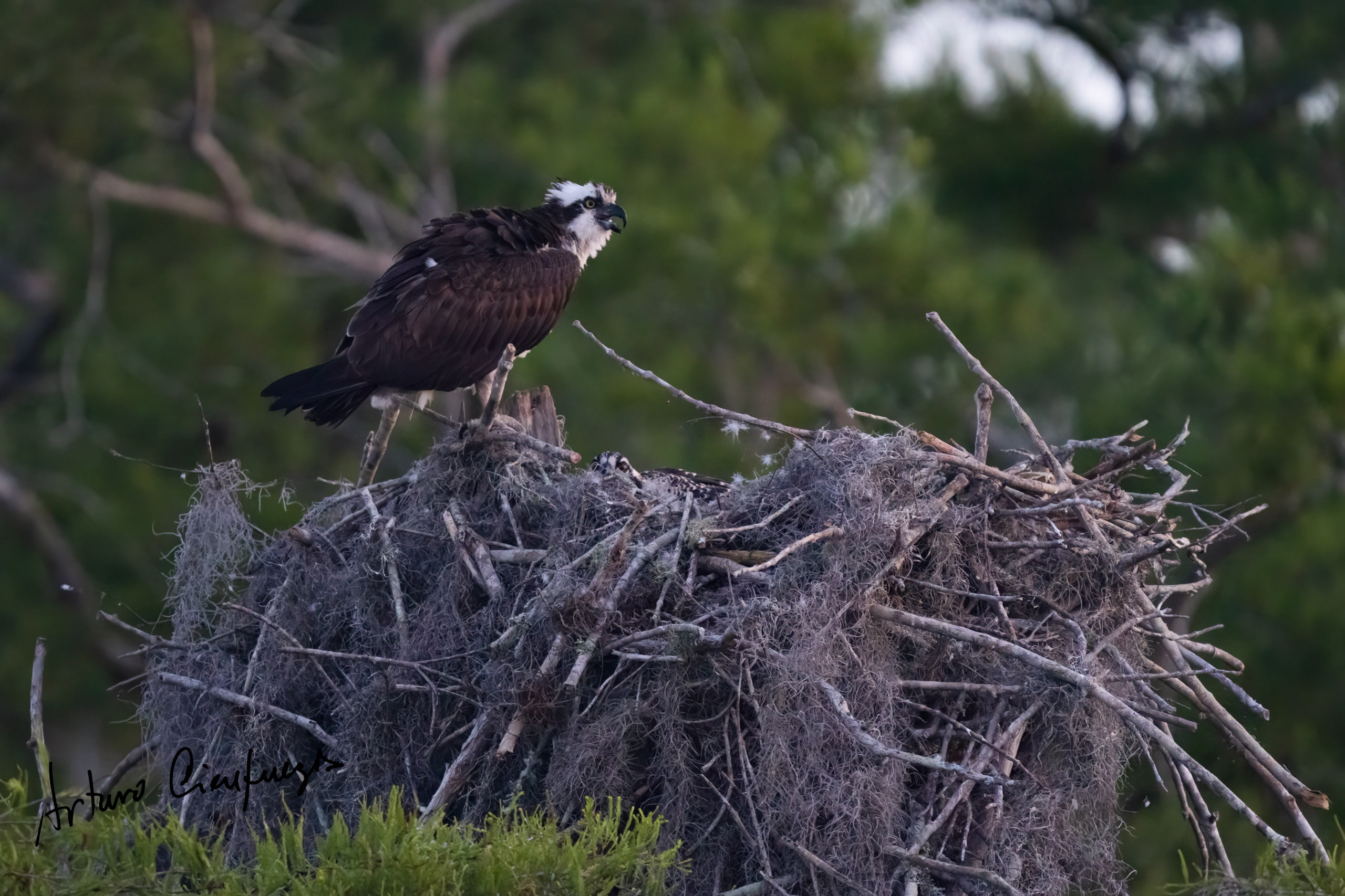 Vero Beach wildlife photography_5672