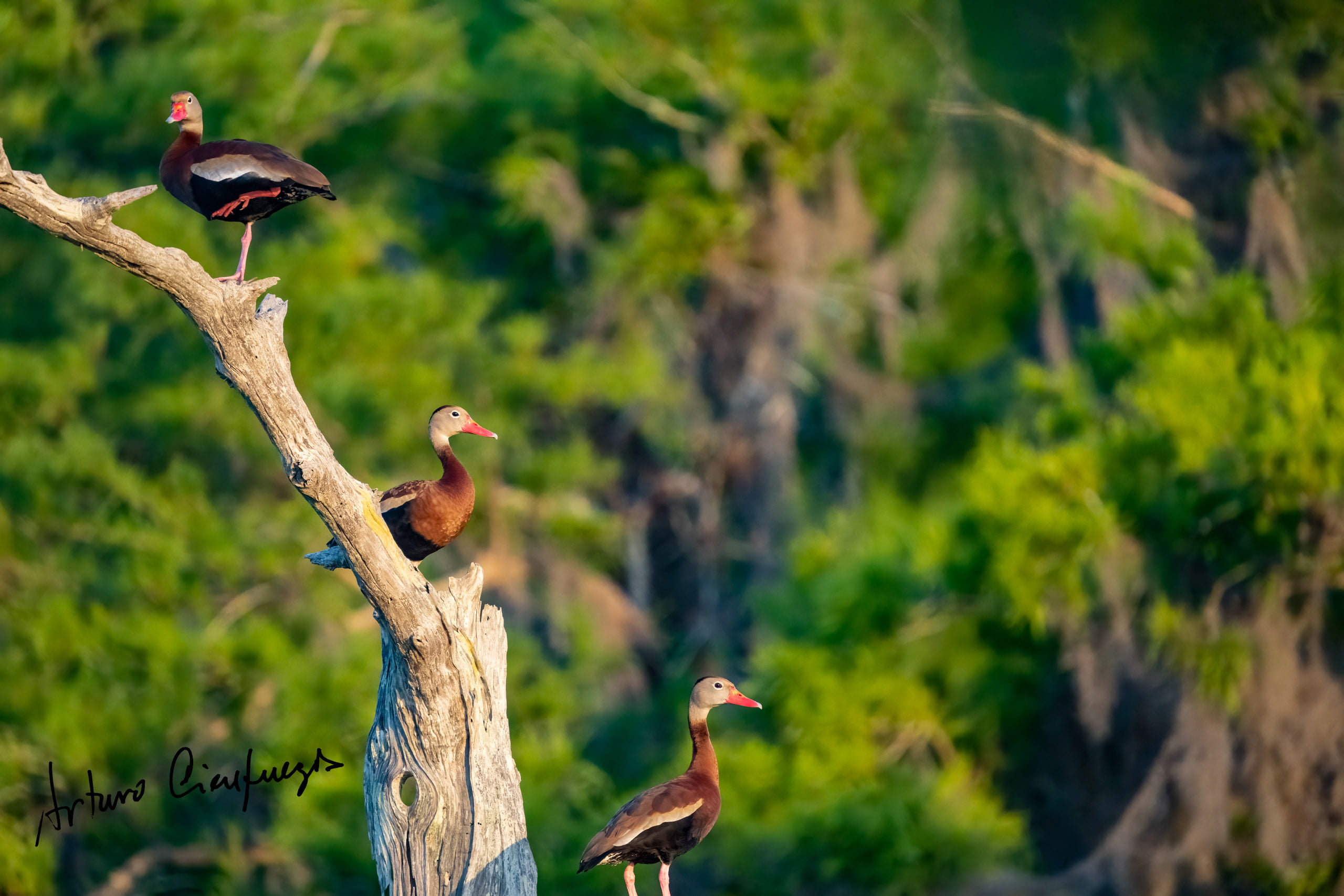 Vero Beach wildlife photography_5739