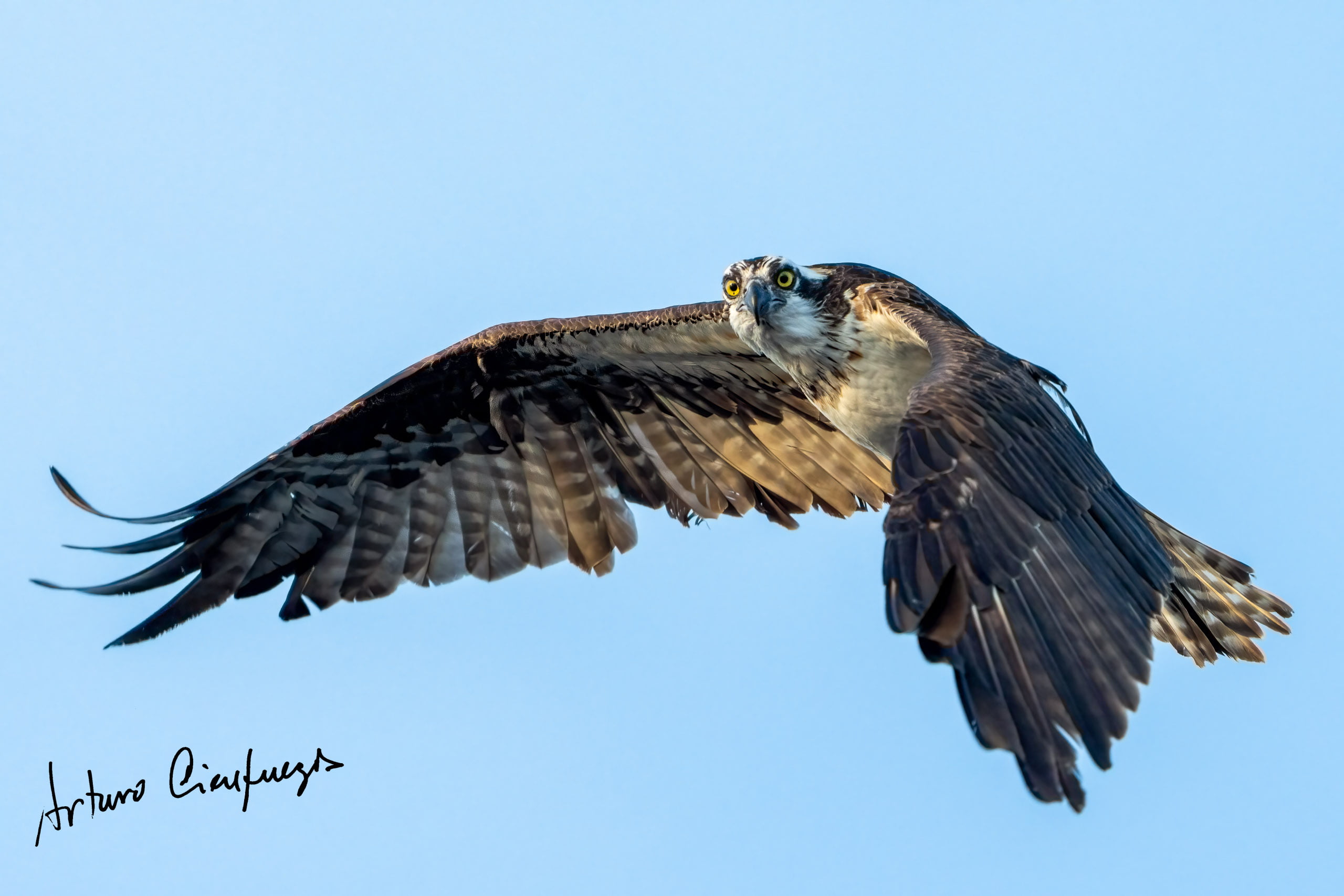 Vero Beach wildlife photography_6082