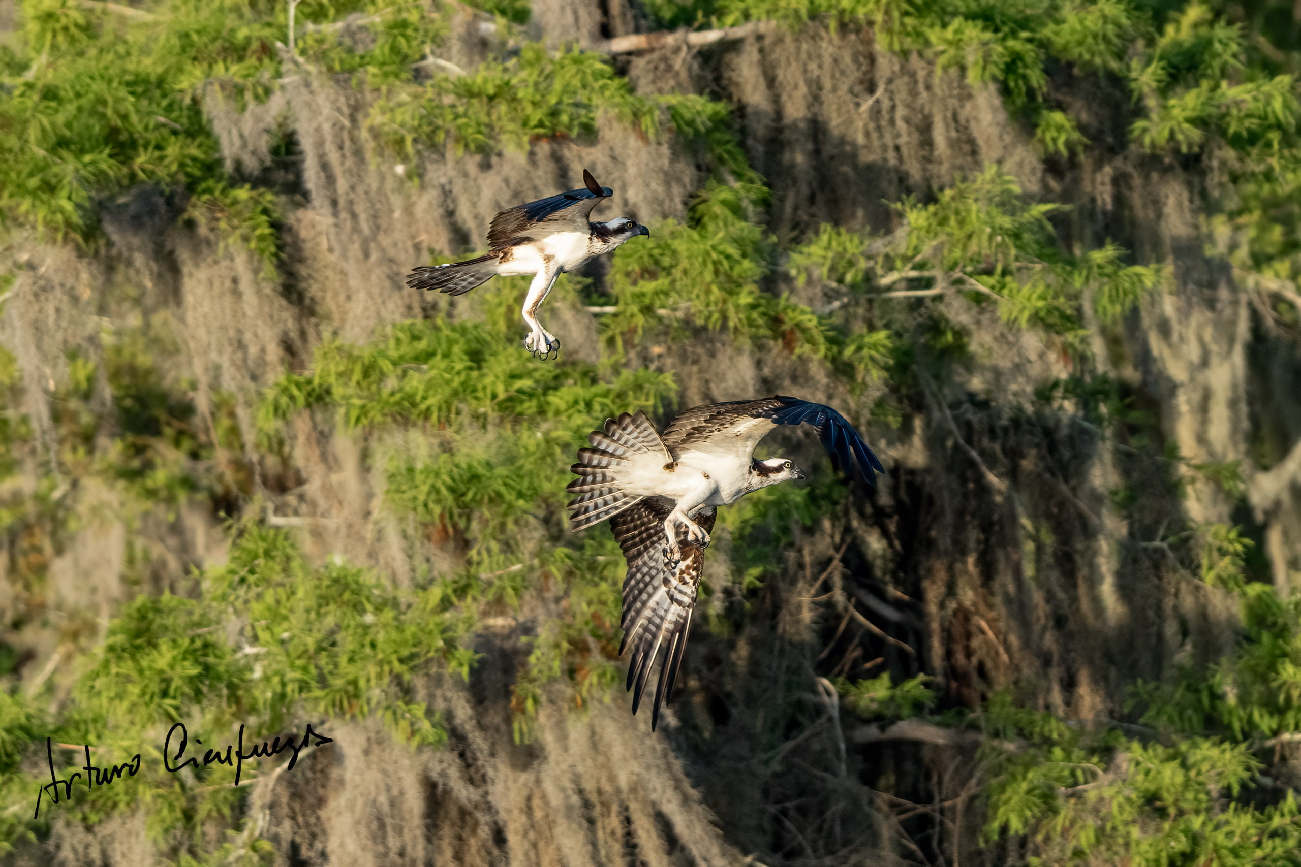 Vero Beach wildlife photography_6499