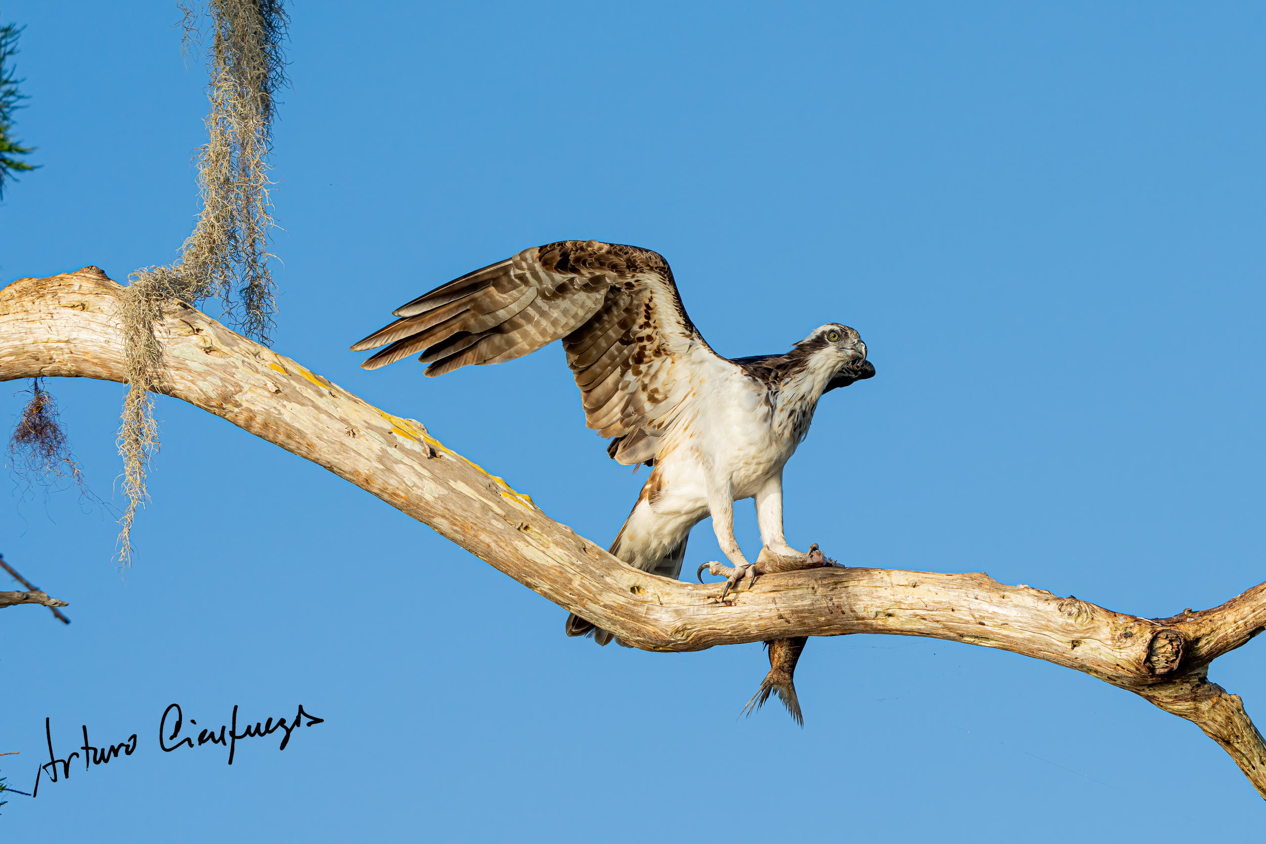 Vero Beach wildlife photography_6836