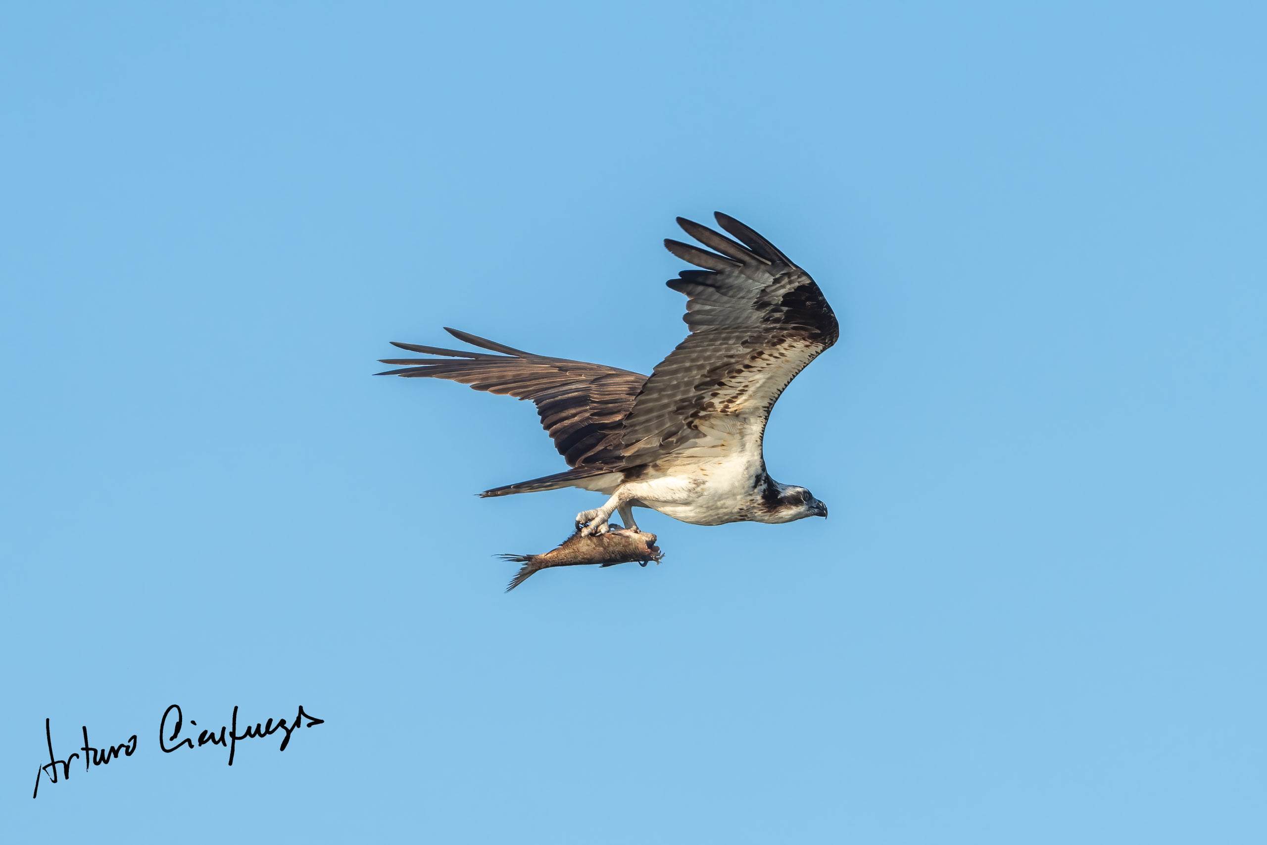 Vero Beach wildlife photography_6915