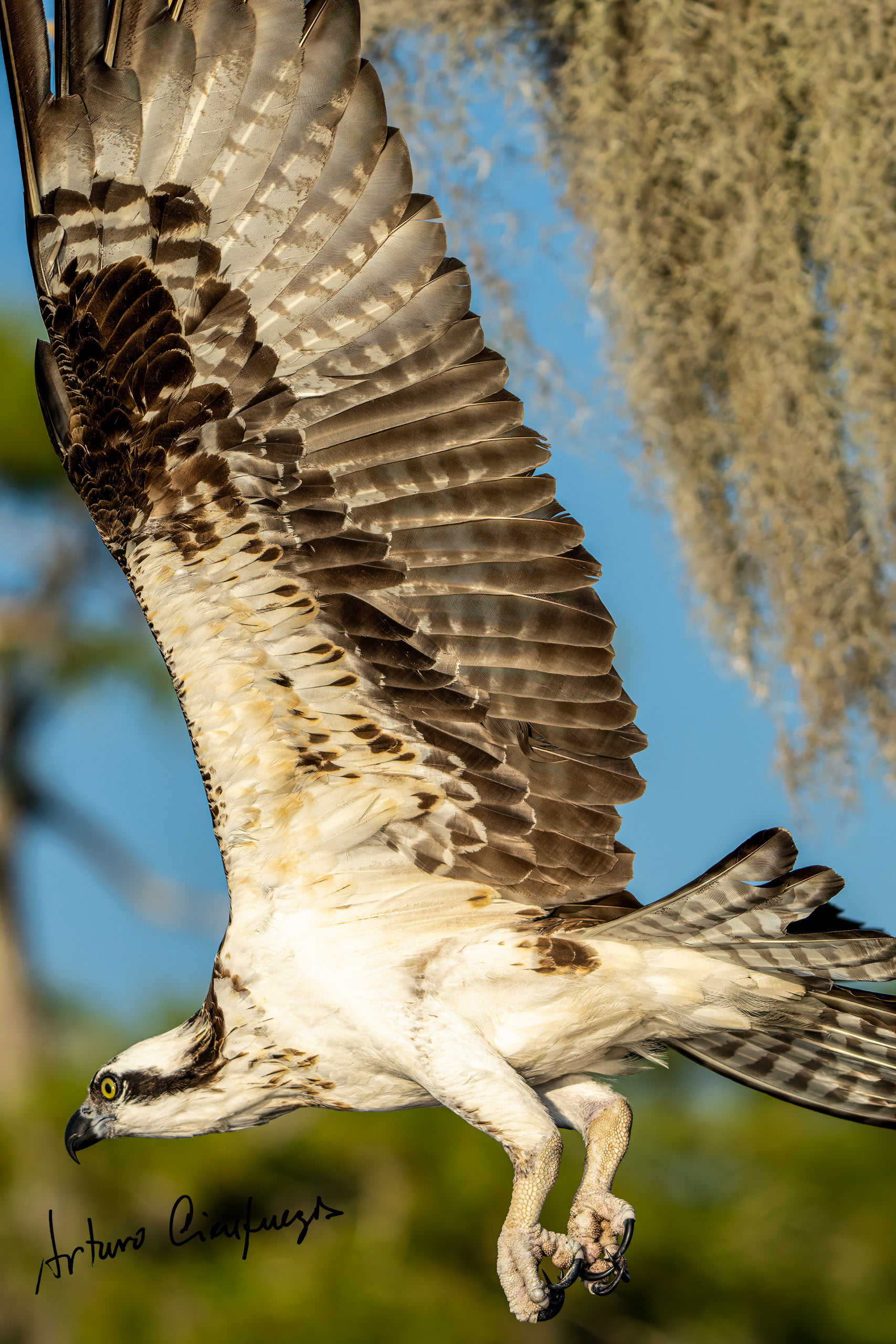 Vero Beach wildlife photography_7106