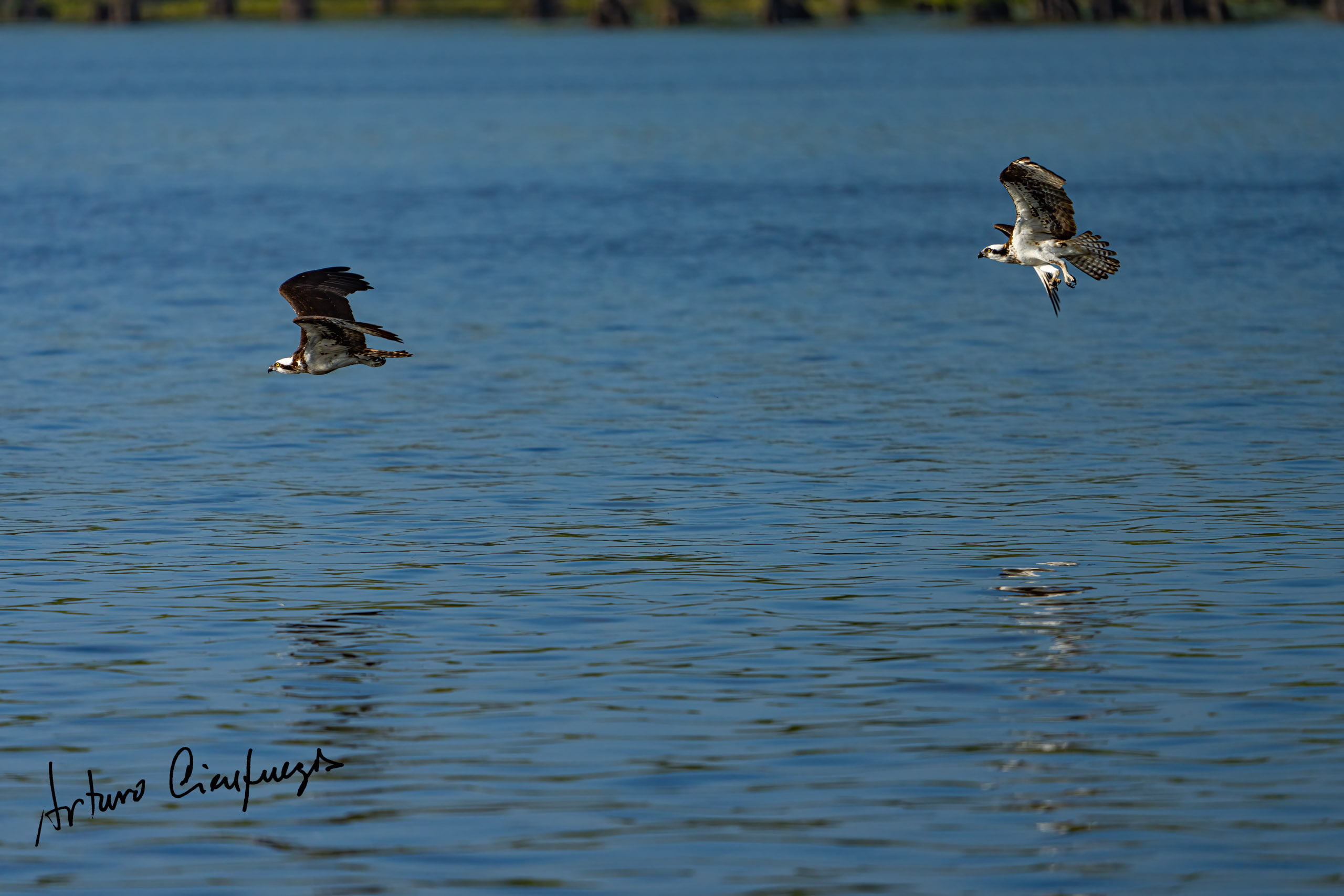 Vero Beach wildlife photography_7352