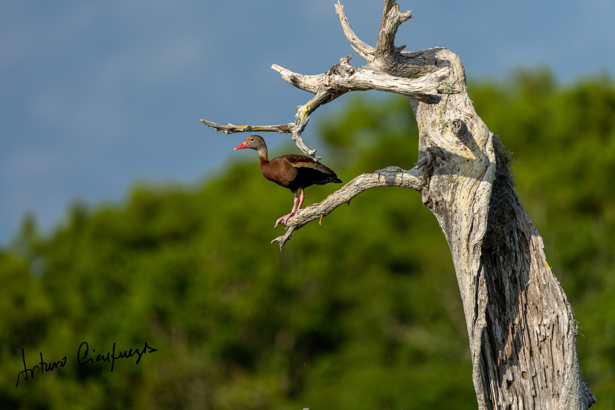 Vero Beach wildlife photography_7384-