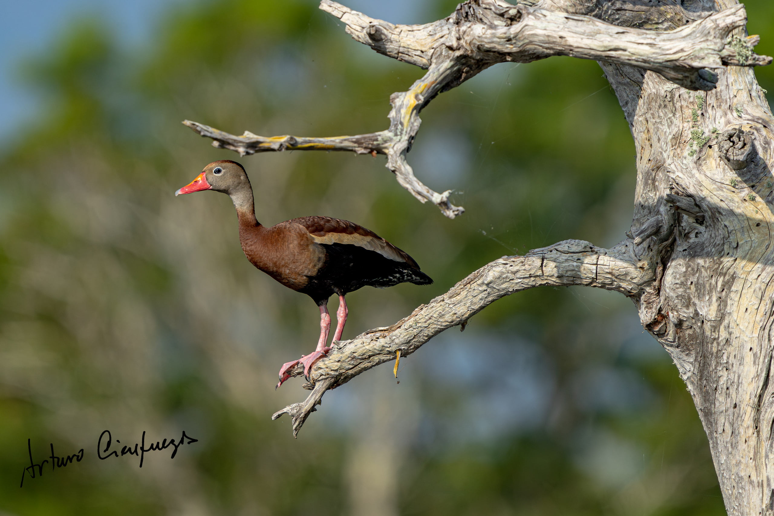 Vero Beach wildlife photography_7401-
