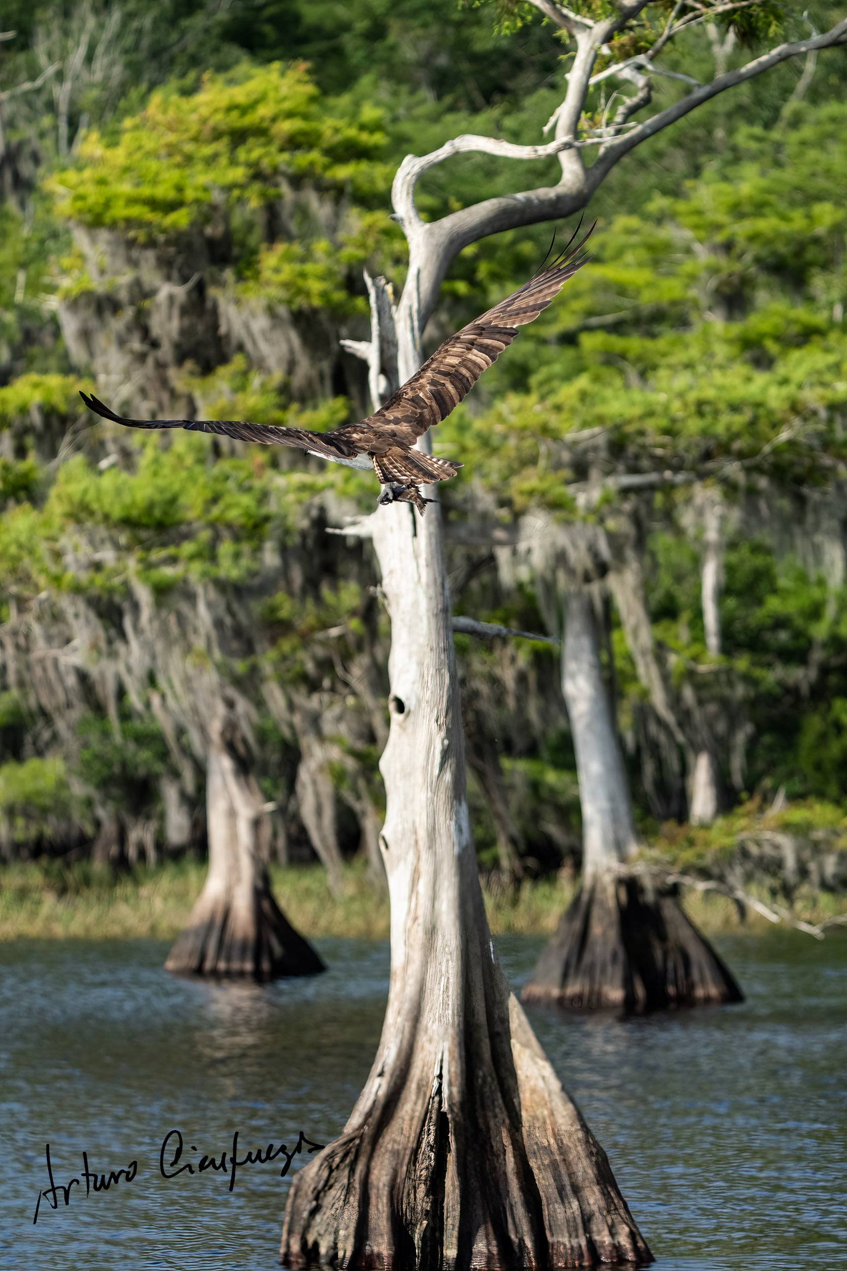 Vero Beach wildlife photography_7478