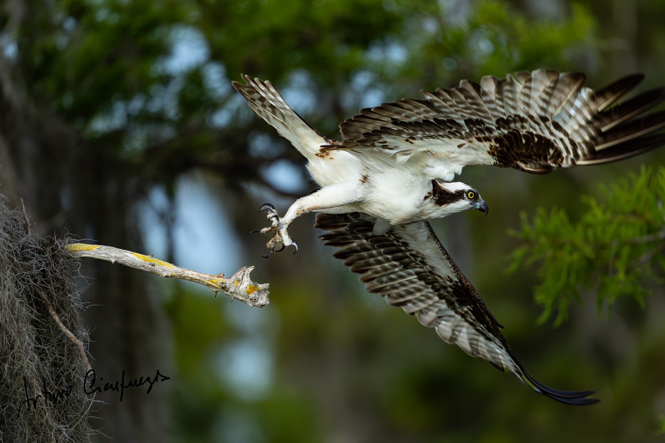Vero Beach wildlife photography_7641-