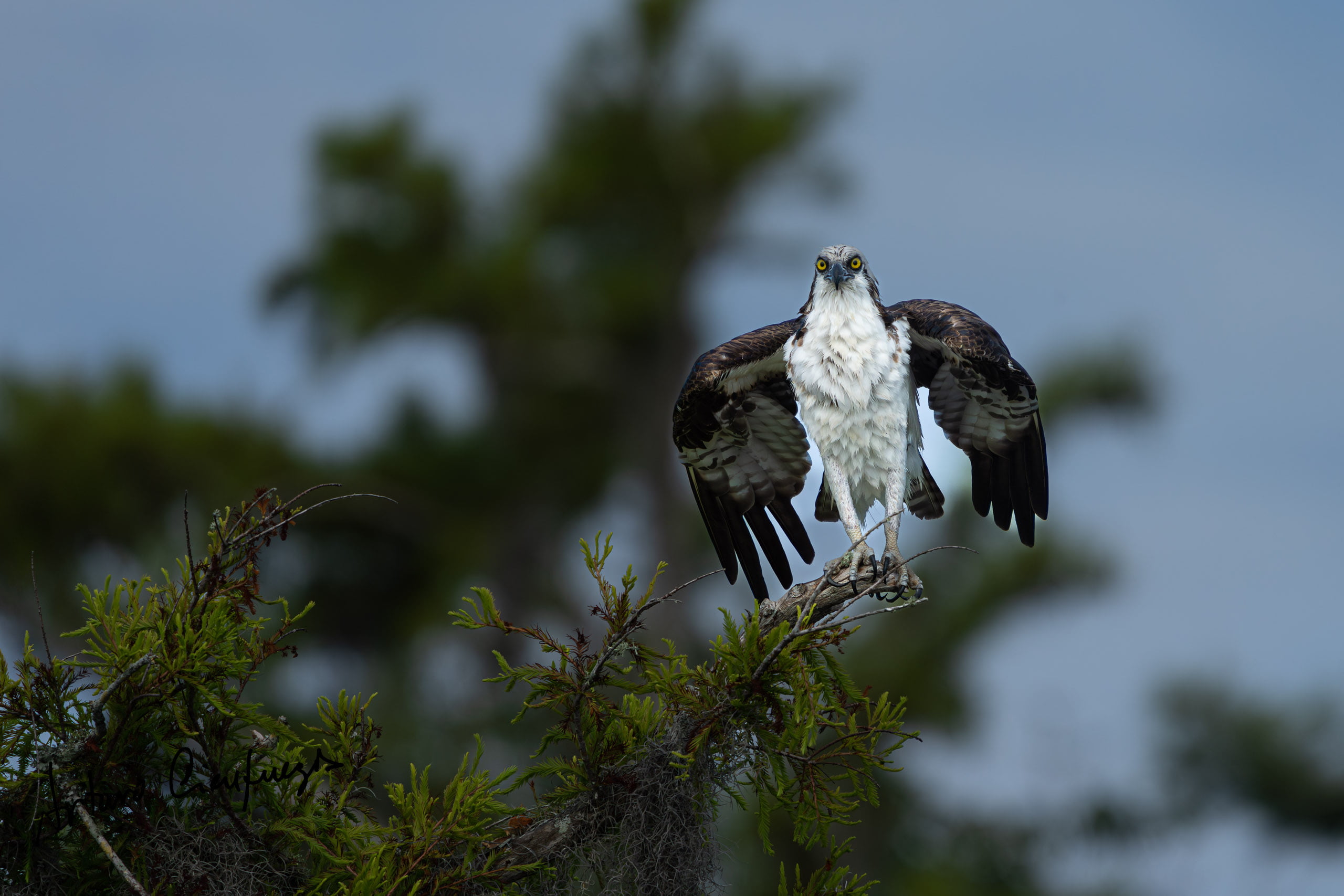 Vero Beach wildlife photography_7688-