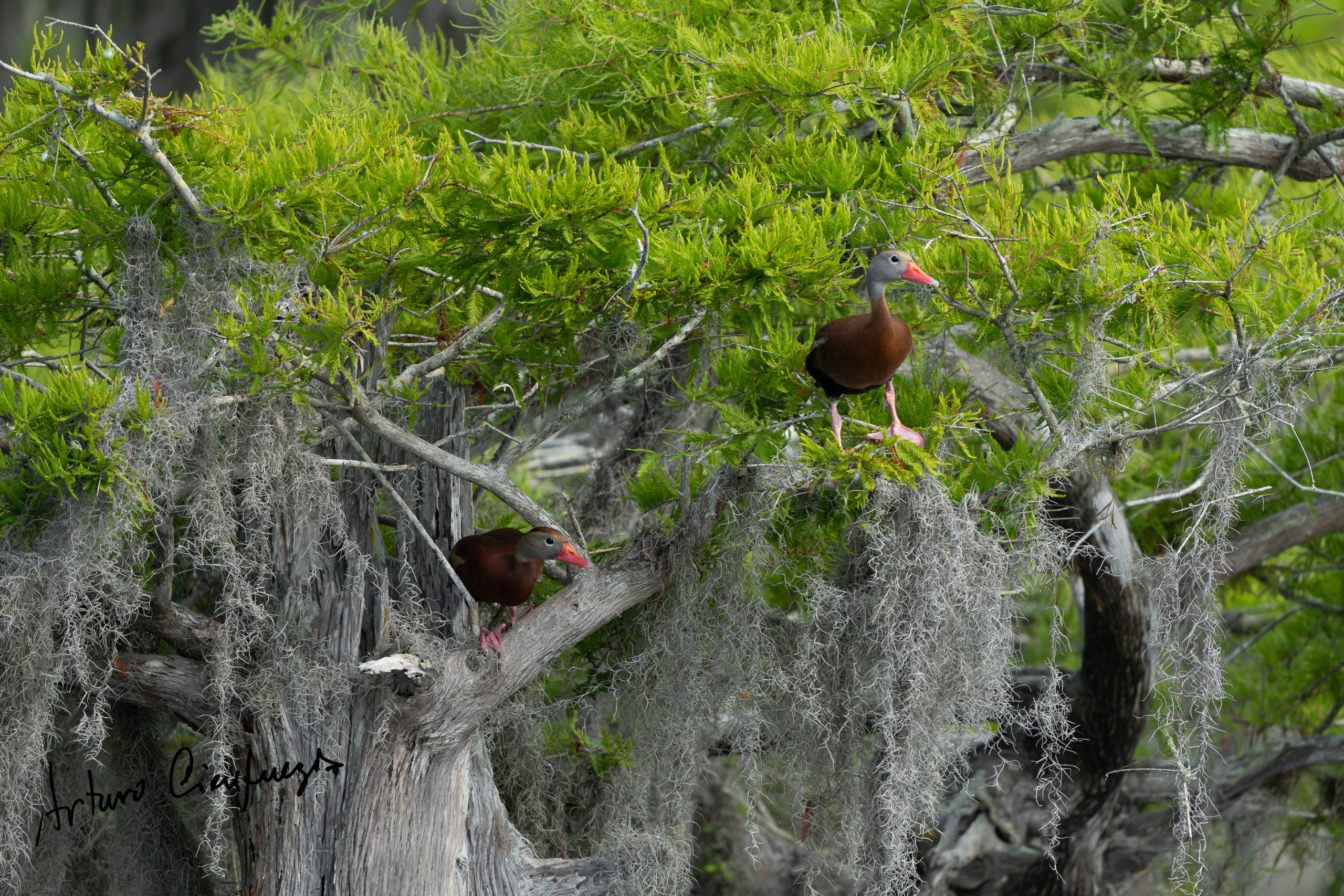 Vero Beach wildlife photography_8115-