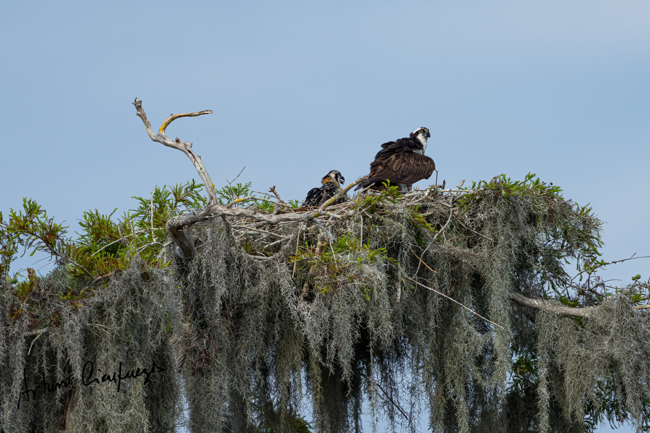 Vero Beach wildlife photography_8154