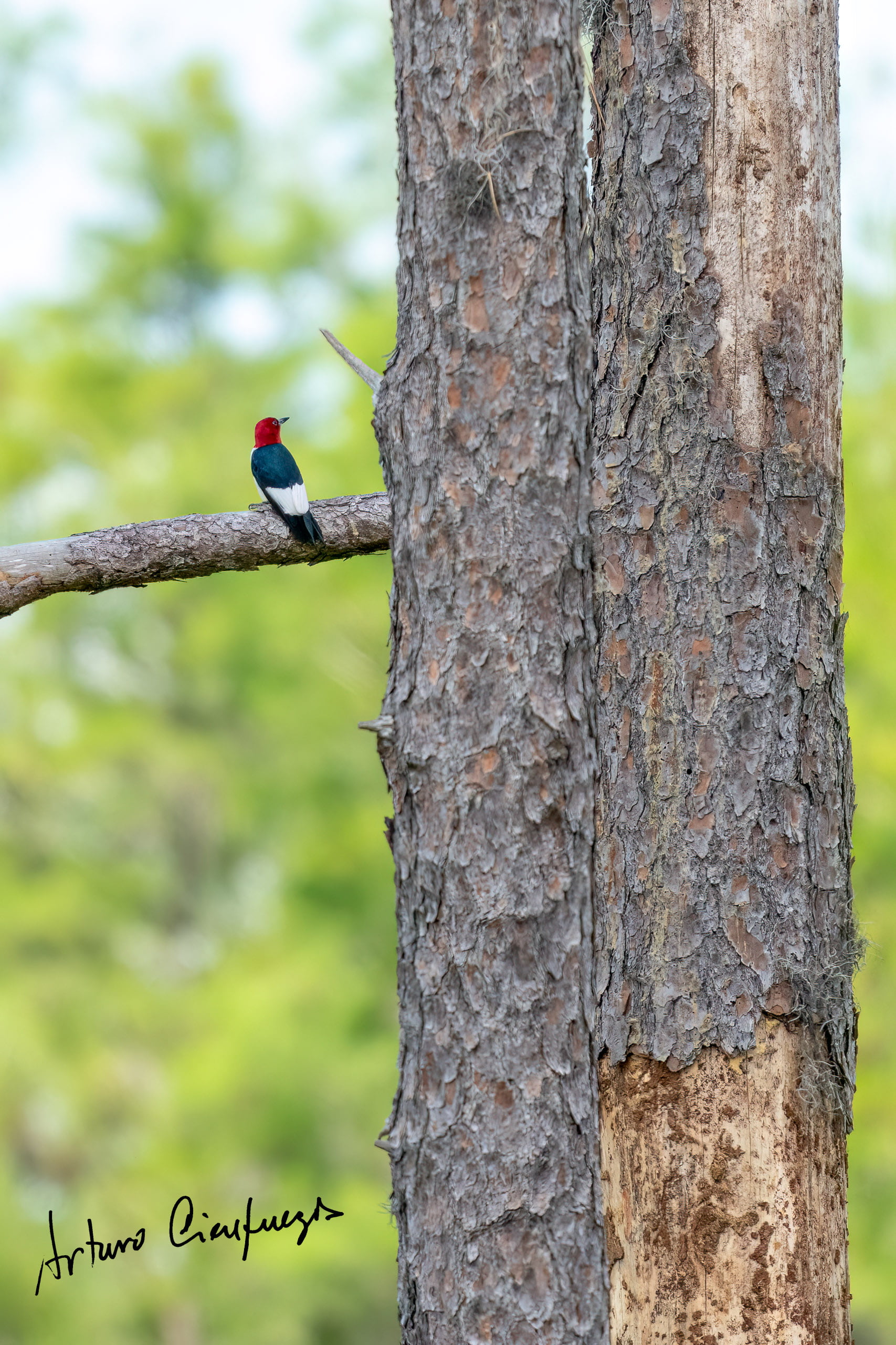 Vero Beach wildlife photography_8341