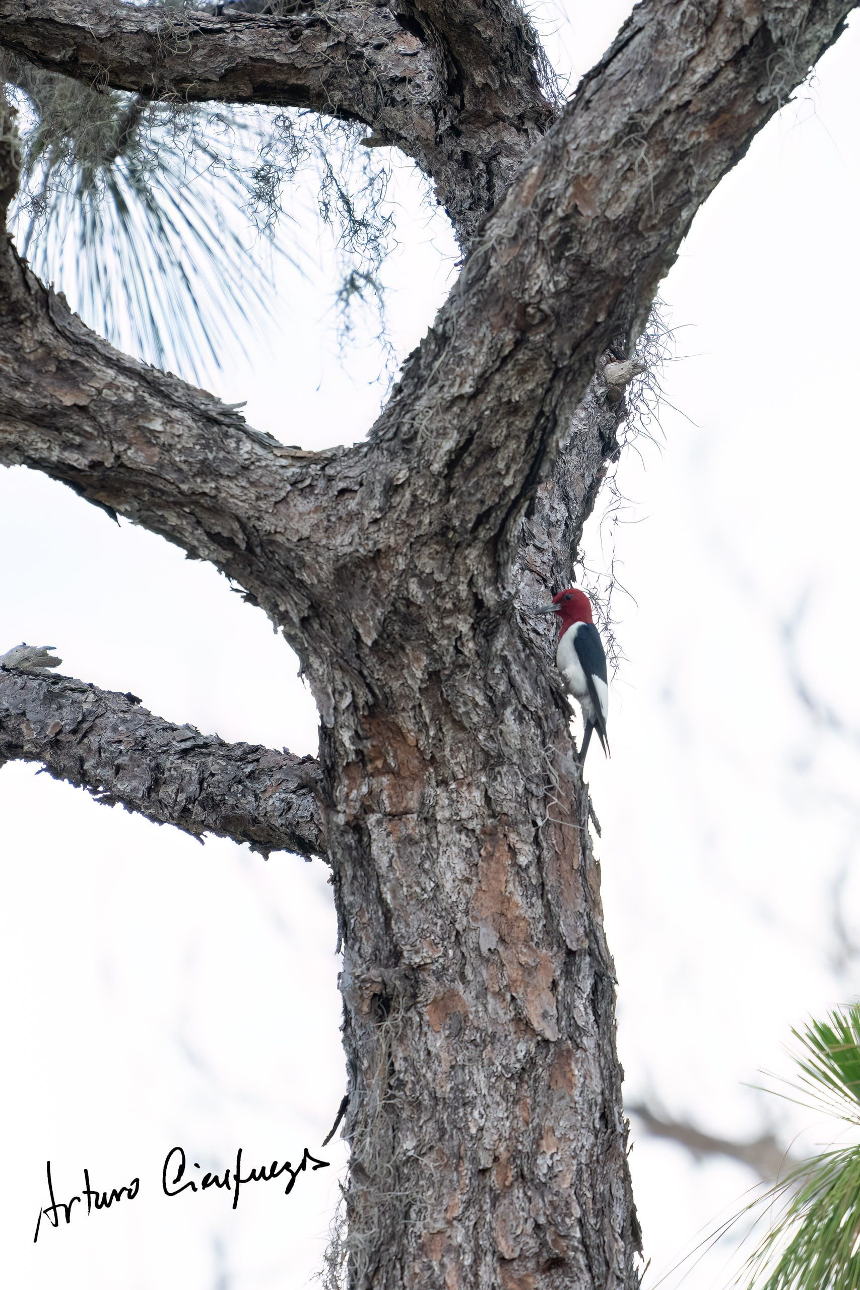 Vero Beach wildlife photography_8358