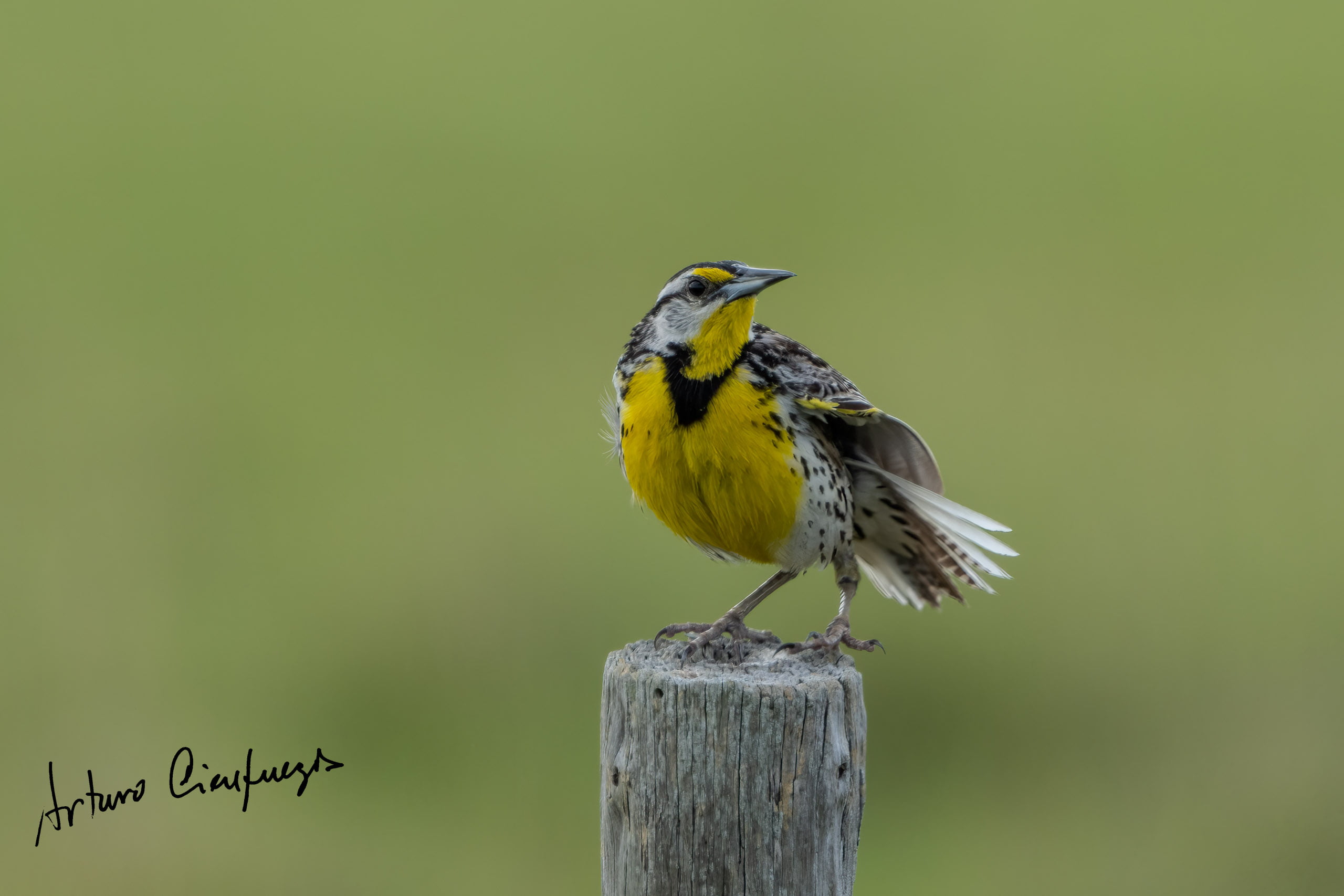 Vero Beach wildlife photography_8447