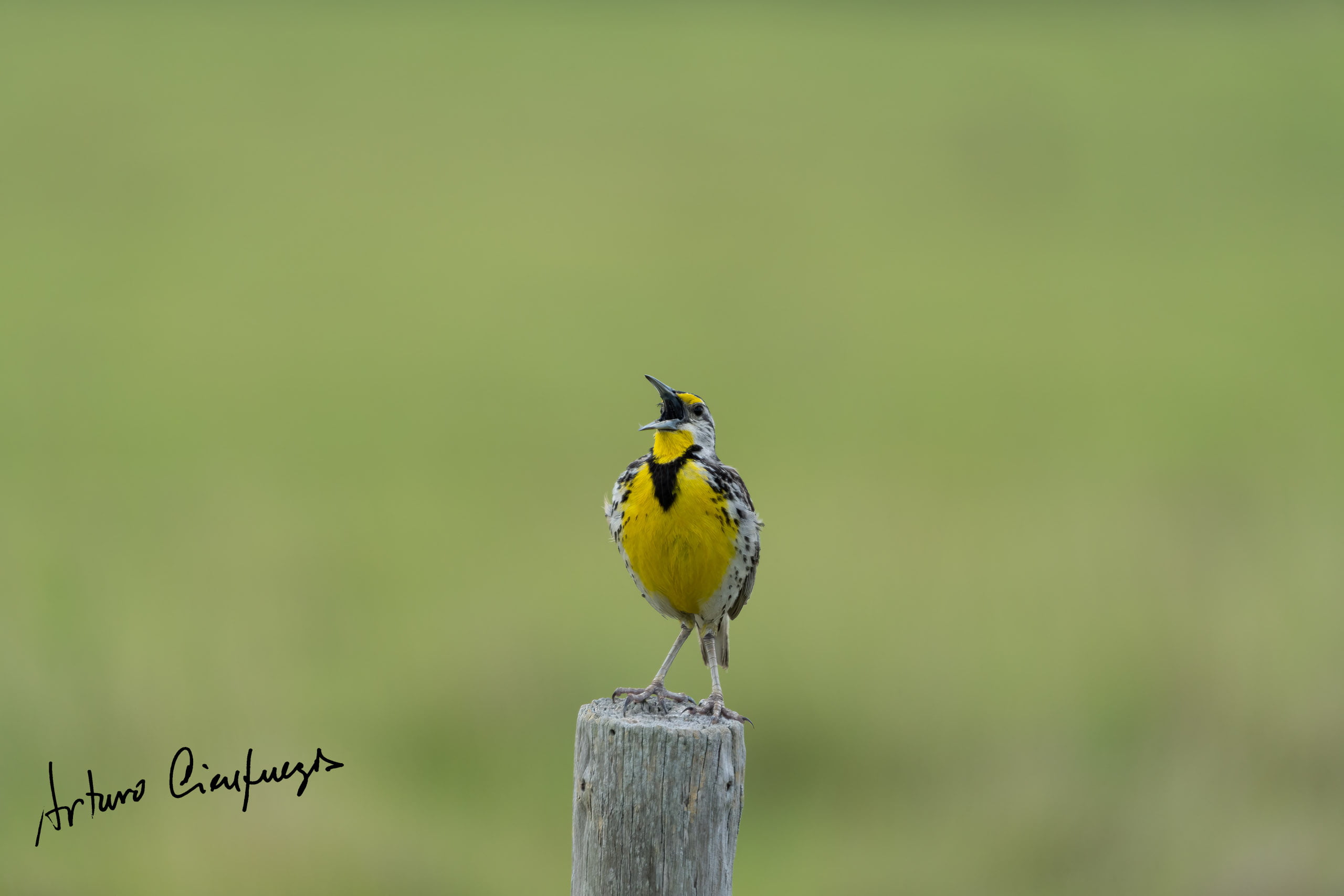 Vero Beach wildlife photography_8545