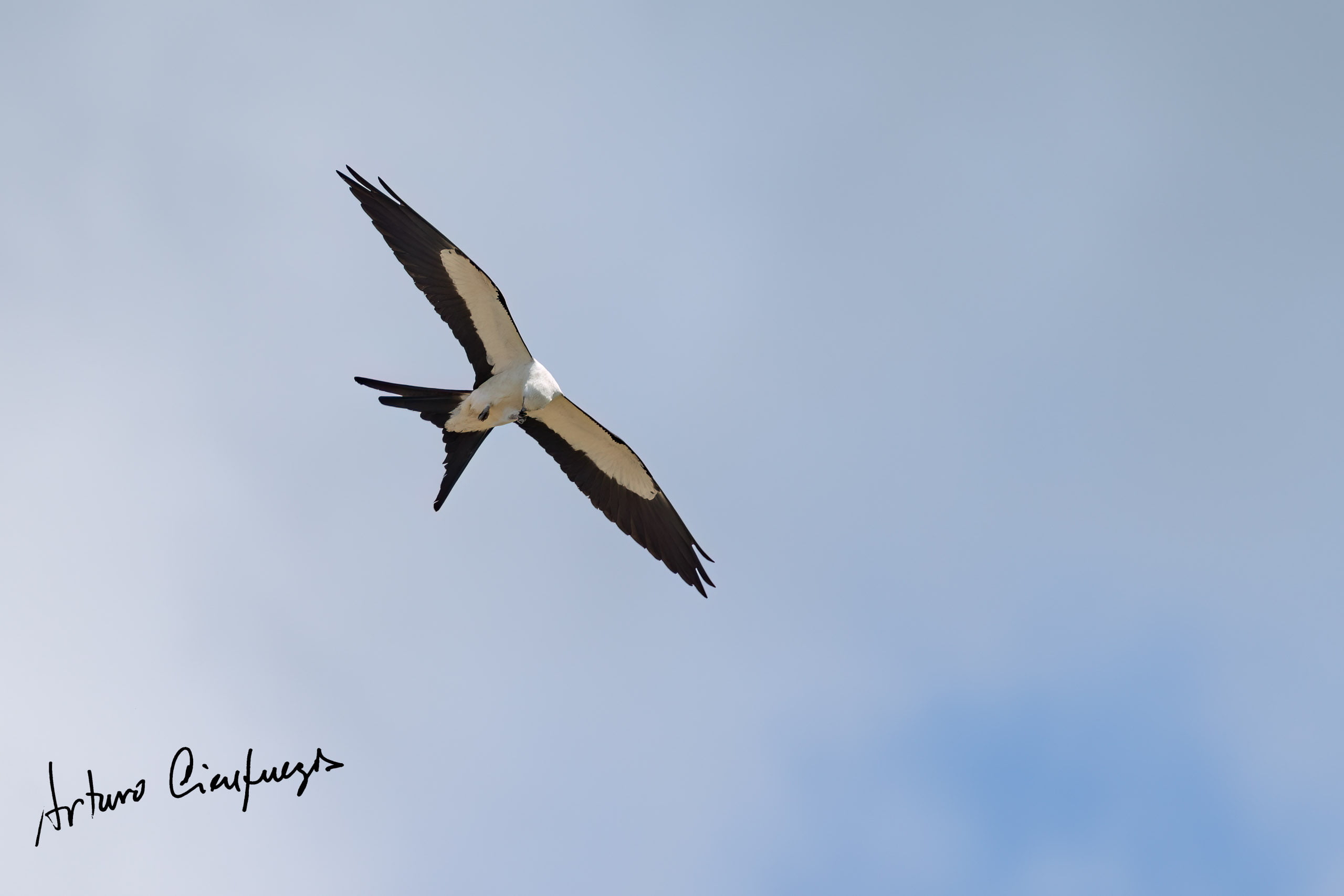 Vero Beach wildlife photography_8691